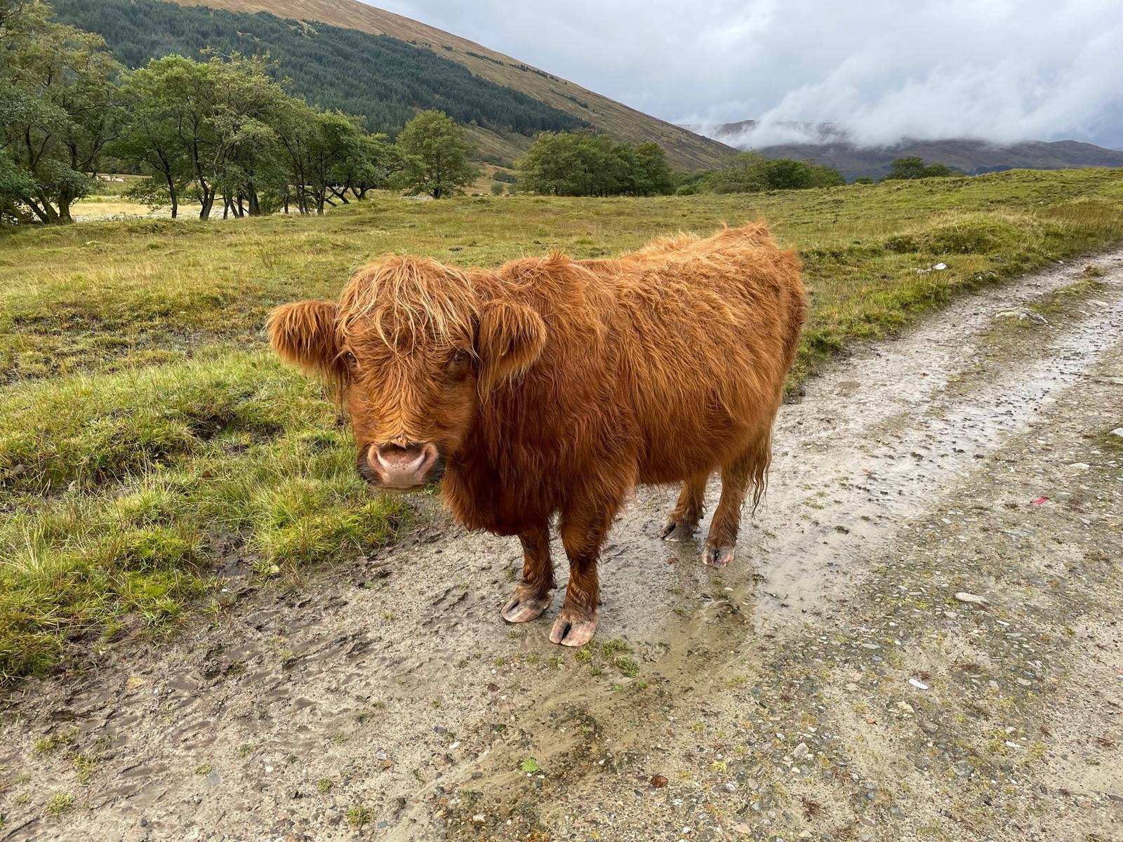 West Highland Way Highland Cow